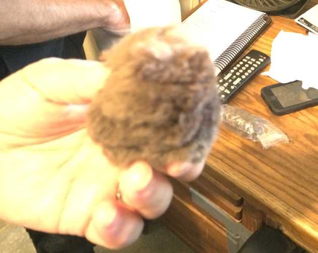 Trainer Bob Baffert holds one of the earplugs worn by Kentucky Derby winner American Pharoah.